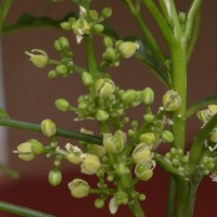 Euodia hortensis J.R.Forst. & G.Forst.